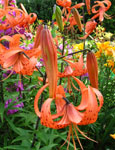 Lelija - Lilium tigrinum